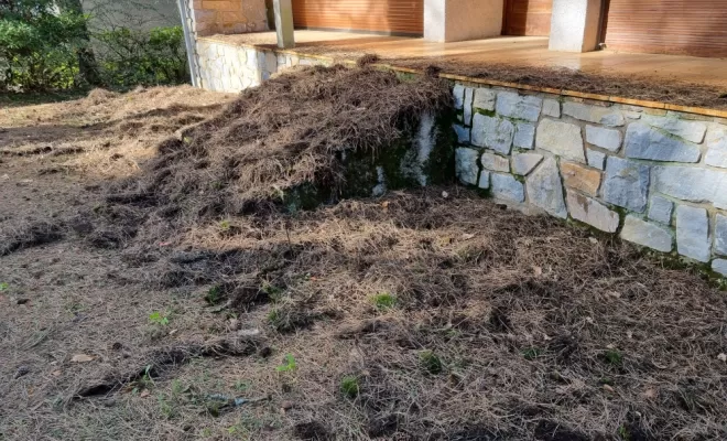éguilles de pin 9